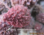 Adromischus marianiae "herrei"   Kour  (Red Corall, dark gigant form)