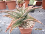 Aloe Hybride "Vito'' 