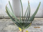 Aloe plicatilis  1120