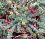 Euphorbia gorgonis4b