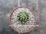 Euphorbia_columnaris_221002-1
