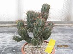 Euphorbia fruticosa  1136