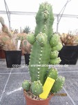 Euphorbia resinifera  1095