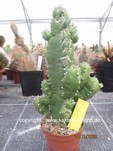 Euphorbia resinifera  1096