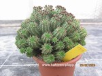 Euphorbia susannae  1129