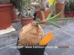 Euphorbia trichadenia  842