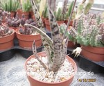 Gasteria maculata fallax