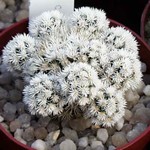 Mammillaria gracilis Hybride Snow Cap