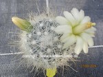 Mammillaria senilis albiflorus (Mammillopsis)  1156