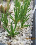 Ornithogalum lithopsioides (Miniature Plant)