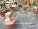 Pachypodium succulentum  861