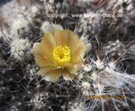 Pterocactus australis   (unrooted Cutting)