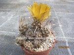 Pterocactus australis forma