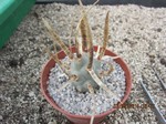 Tephrocactus articulatus papyracanthus Typ2 (unrooted Cutting)
