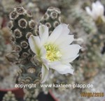 Tephrocactus molinensis  grey Type (unrooted Cutting)