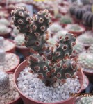 Tephrocactus molinensis  red Type (unrooted Cutting)