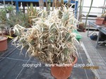 Tephrocactus_papyracanthus_weiss_220730-2