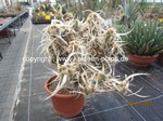 Tephrocactus_papyracanthus_weiss_220730