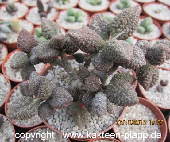 Adromischus1.jpg