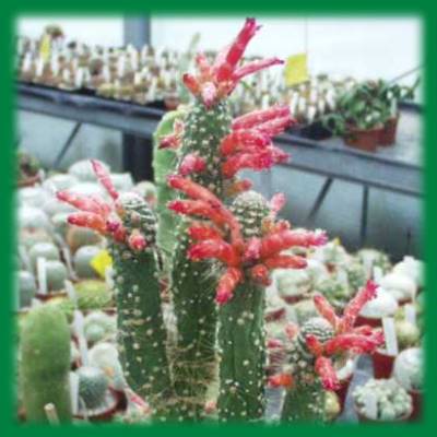 cleistocactus_monstrosus7.jpg cleistocactus_monstrosus7.jpg