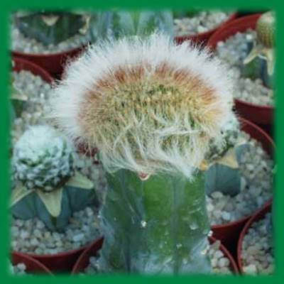 espostoa_ruficeps.jpg espostoa_ruficeps.jpg