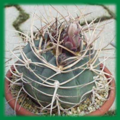 gymnocalycium_cardenasianum_t13.jpg gymnocalycium_cardenasianum_t13.jpg