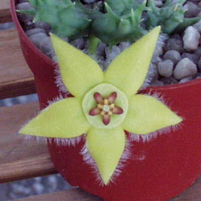 orbea_semota_kirichawa_kenia1.jpg orbea_semota_kirichawa_kenia1.jpg