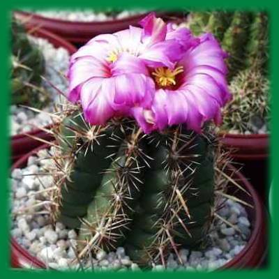thelocactus_bicolor_texensis_s13a.jpg thelocactus_bicolor_texensis_s13a.jpg