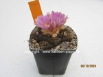 Ariocarpus bravoanus hintonii 1409