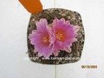 1409-Ariocarpus_bravoanus_hintonii_1409-2