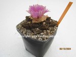 1409-Ariocarpus_bravoanus_hintonii_1409-3