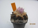 Ariocarpus bravoanus hintonii 1410