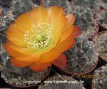 Acanthocalycium aurantiacum