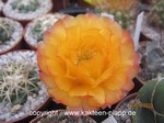 Acanthocalycium glaucum "Flaming Star"