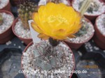 Acanthocalycium glaucum gelb/yellow