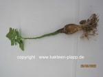 Adenia_glauca_2206-2