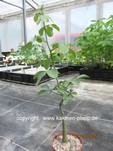Adenia_glauca_250510