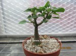 Adenia_spinosa_allgemein_250508
