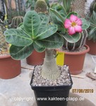 Adenium arabicum  1465