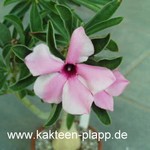 Adenium boehmianum