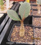 Adenium dhofarense
