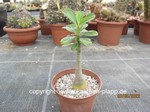 Adenium_obesum_220503