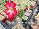 Adenium_obesum_allgemein_230620