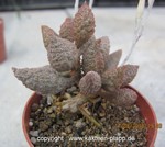 Adromischus marianiae "herrei"   Maerpoort  (Red Licorice)