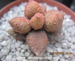 Adromischus marianiae alveolatus