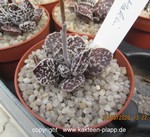 Adromischus marianiae "Bryan Makin" Richterveld