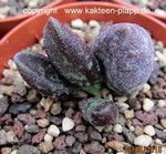 Adromischus marianiae Droedap CG297.2