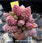 Adromischus marianiae herrei Kour  (Red Corall)  1