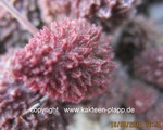 Adromischus marianiae "herrei" Kour (Red Corall, dark gigant form)