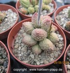 Adromischus marianiae "herrei" Spitskop (Lime Drops)